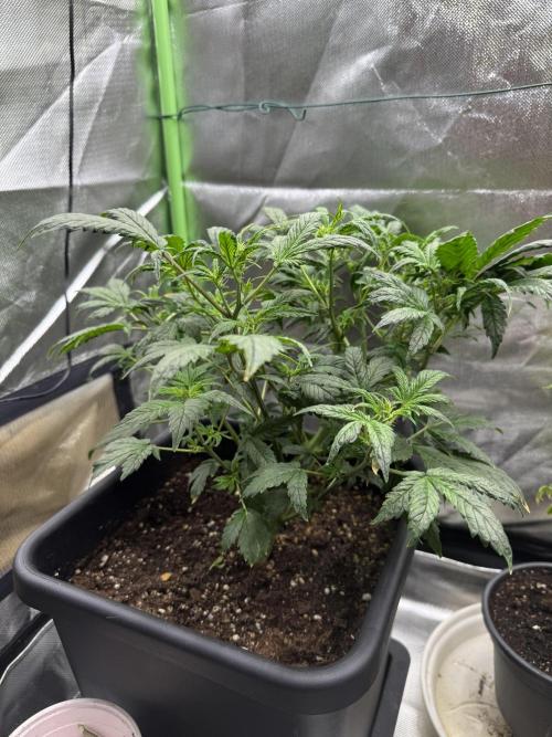 Devil Cream + Blueberry Bliss. Week 6
