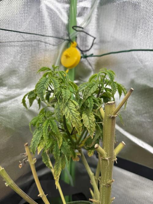 Clones from reveg Blueberry Muffin. Week 1