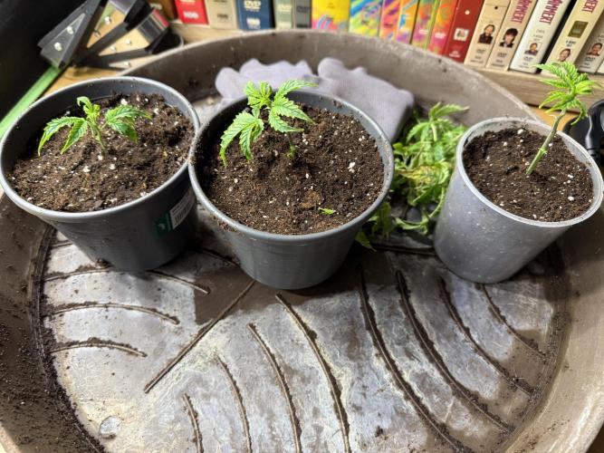 Clones from reveg Blueberry Muffin. Week 1
