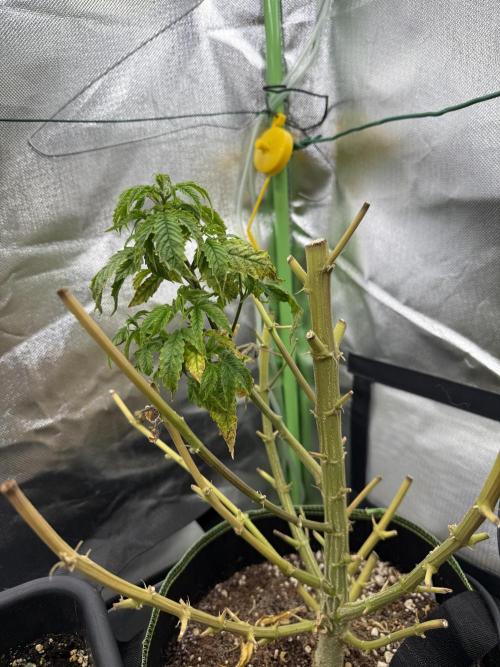 Clones from reveg Blueberry Muffin. Week 1