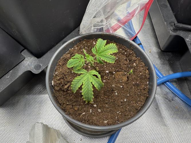 Clones from reveg Blueberry Muffin. Week 1
