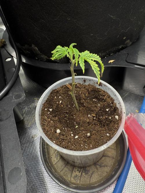 Clones from reveg Blueberry Muffin. Week 1