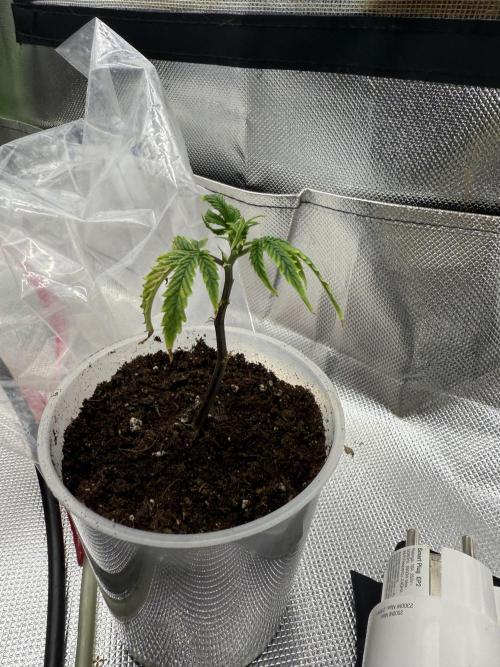 Clones from reveg Blueberry Muffin. Week 1