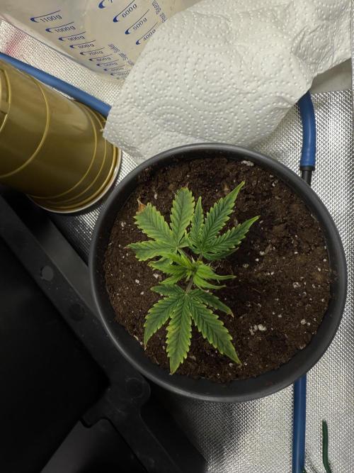 Clones from reveg Blueberry Muffin. Week 1