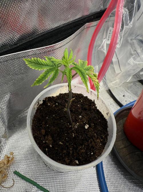 Clones from reveg Blueberry Muffin. Week 1