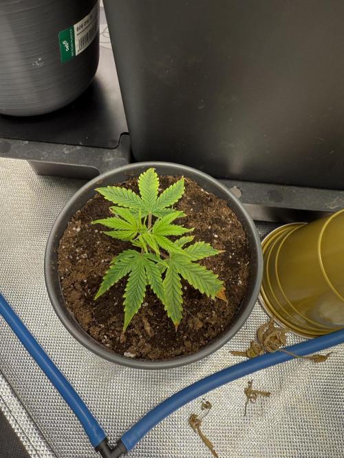 Clones from reveg Blueberry Muffin. Week 1