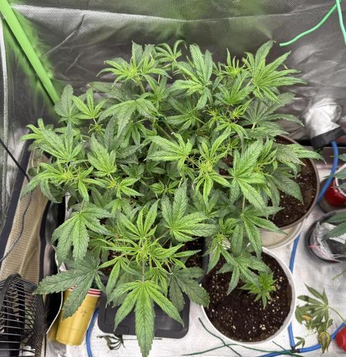 Devil Cream + Blueberry Bliss. Week 7