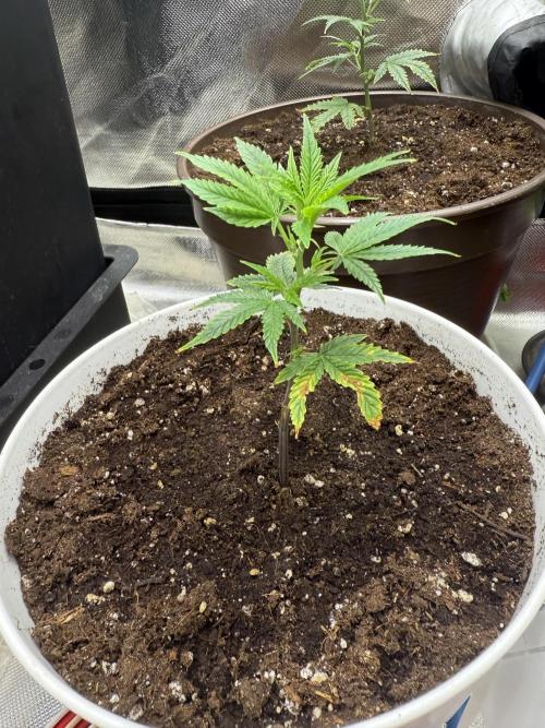 Clones from reveg Blueberry Muffin. Week 1