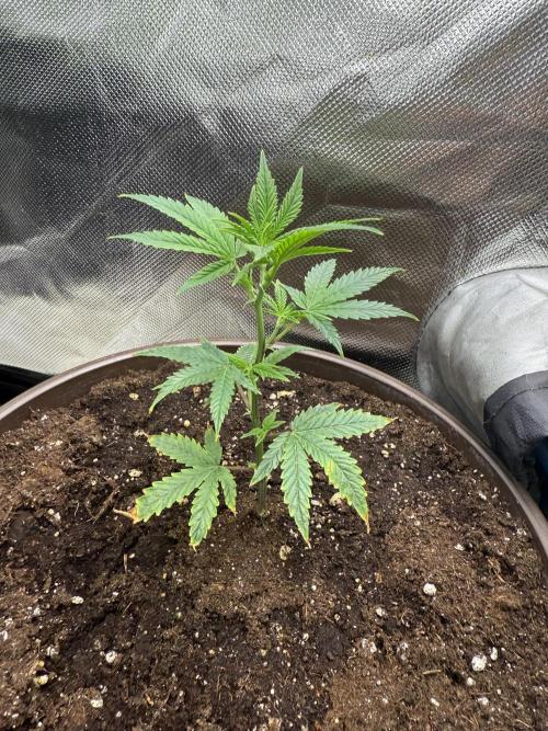 Clones from reveg Blueberry Muffin. Week 1