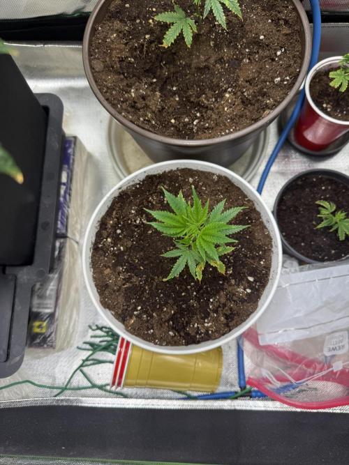 Clones from reveg Blueberry Muffin. Week 1