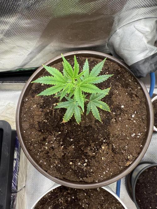 Clones from reveg Blueberry Muffin. Week 1
