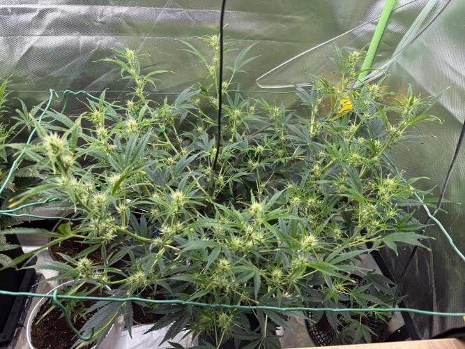 Devil Cream + Blueberry Bliss. Week 7