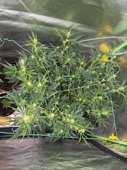 Devil Cream + Blueberry Bliss. Week 7