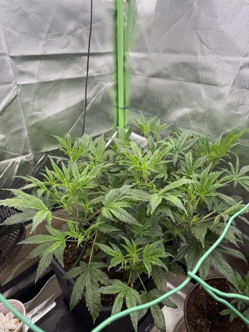 Devil Cream + Blueberry Bliss. Week 7