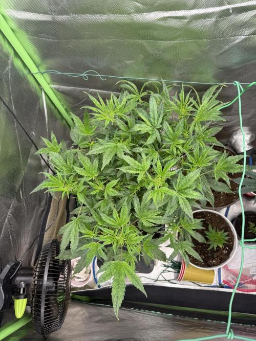 Devil Cream + Blueberry Bliss. Week 7