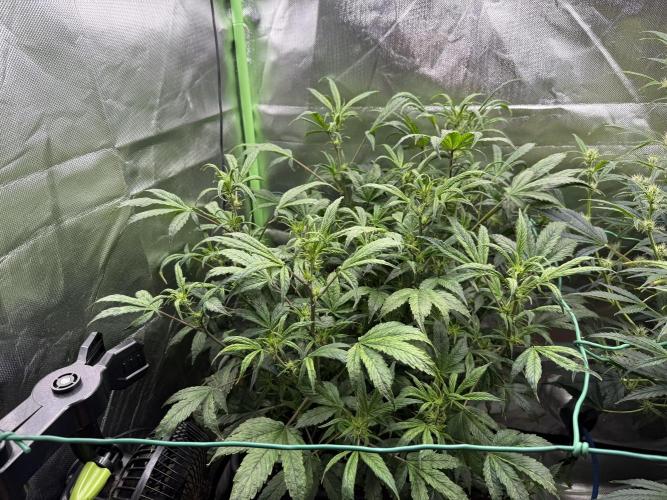 Devil Cream + Blueberry Bliss. Week 8