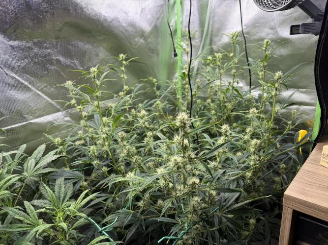 Devil Cream + Blueberry Bliss. Week 8