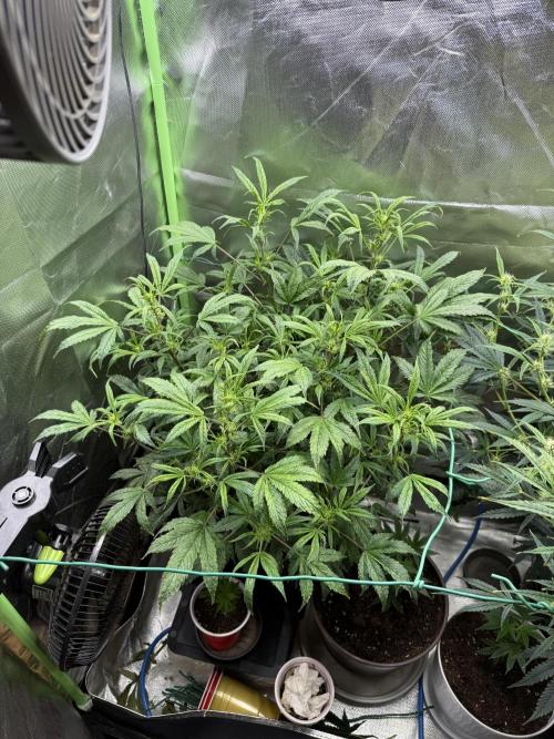 Devil Cream + Blueberry Bliss. Week 8