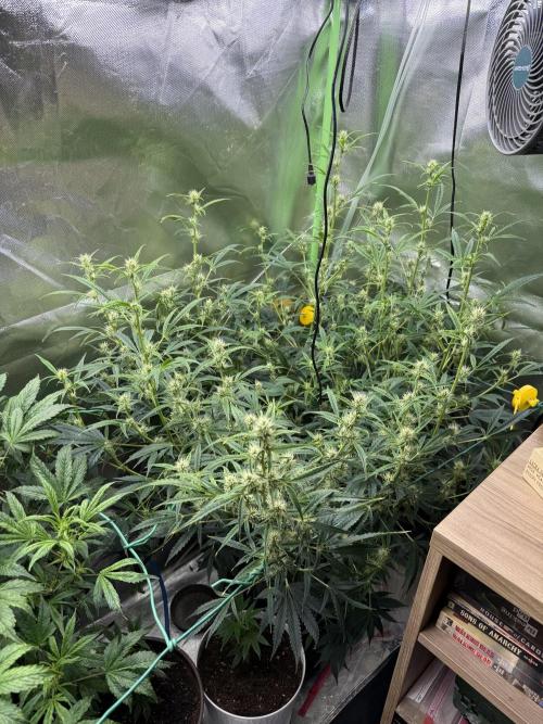 Devil Cream + Blueberry Bliss. Week 8