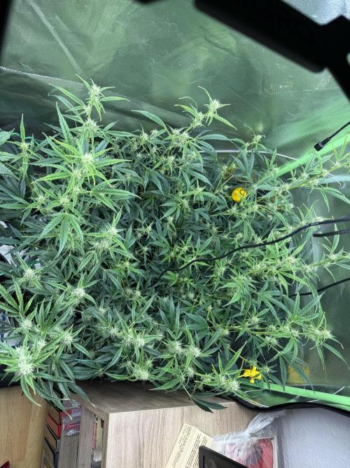 Devil Cream + Blueberry Bliss. Week 8