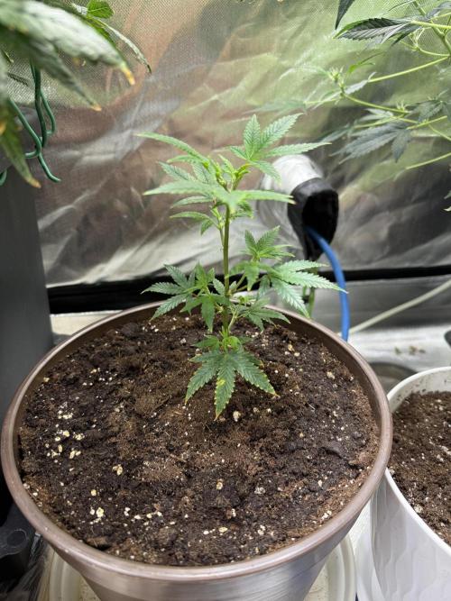 Clones from reveg Blueberry Muffin. Week 2