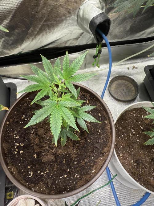 Clones from reveg Blueberry Muffin. Week 2