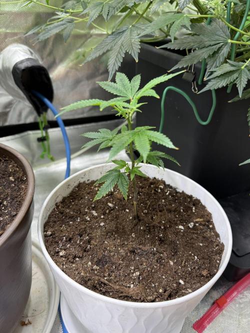 Clones from reveg Blueberry Muffin. Week 2