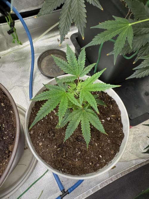 Clones from reveg Blueberry Muffin. Week 2