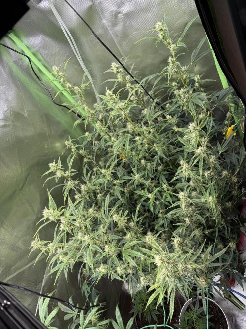 Devil Cream + Blueberry Bliss. Week 9