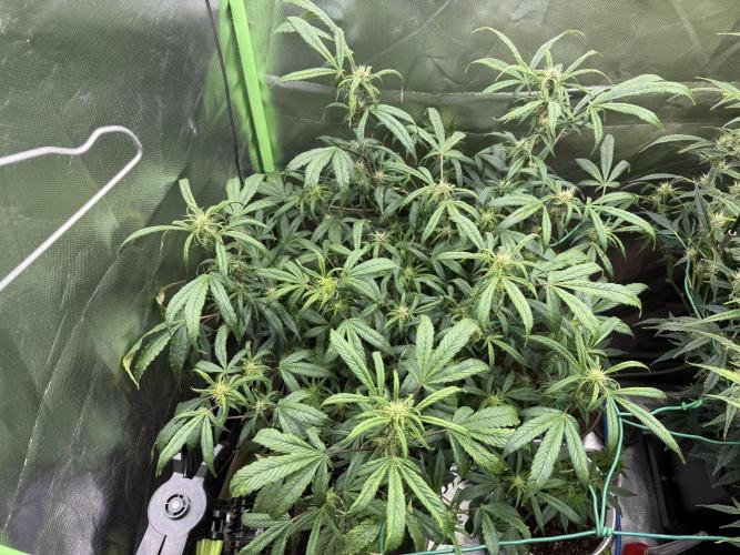 Devil Cream + Blueberry Bliss. Week 9