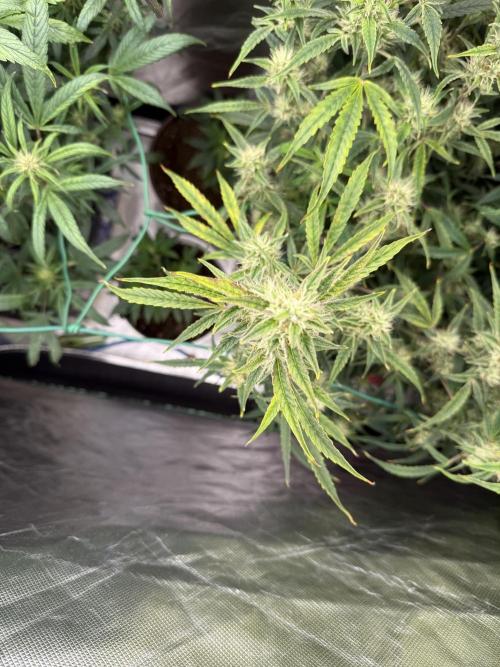 Devil Cream + Blueberry Bliss. Week 9