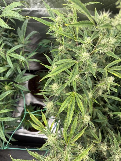 Devil Cream + Blueberry Bliss. Week 9