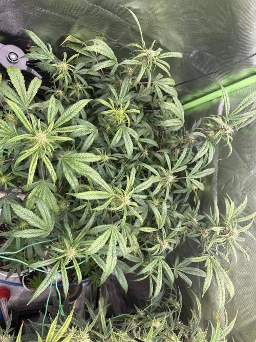 Devil Cream + Blueberry Bliss. Week 9