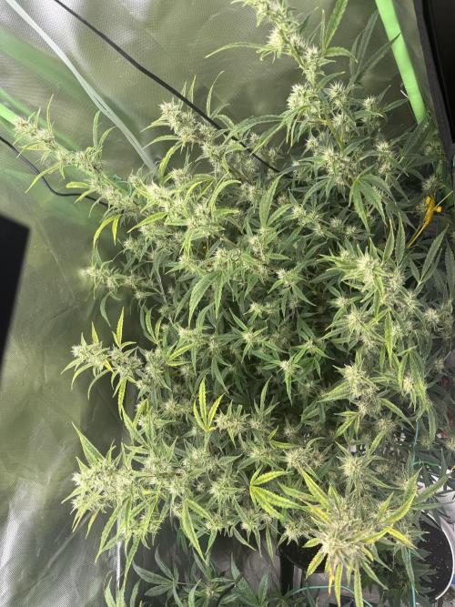 Devil Cream + Blueberry Bliss. Week 9