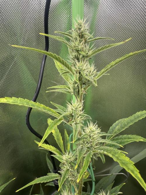 Devil Cream + Blueberry Bliss. Week 9