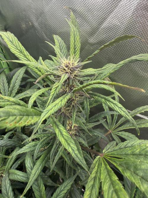 Devil Cream + Blueberry Bliss. Week 9