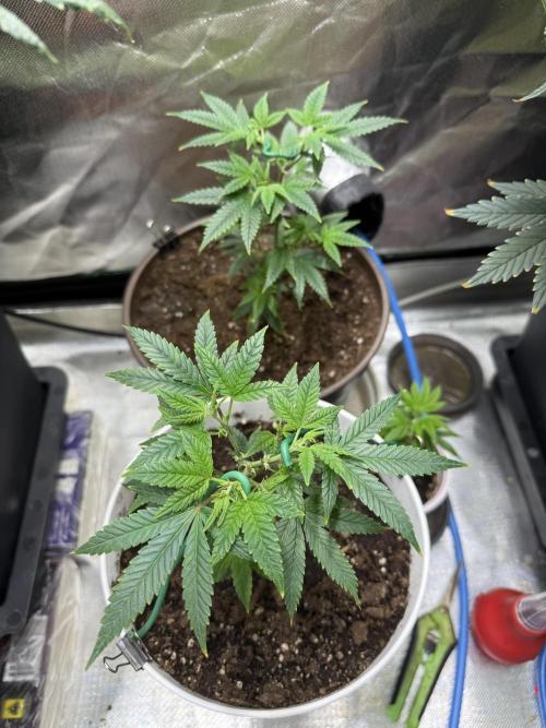 Clones from reveg Blueberry Muffin. Week 3