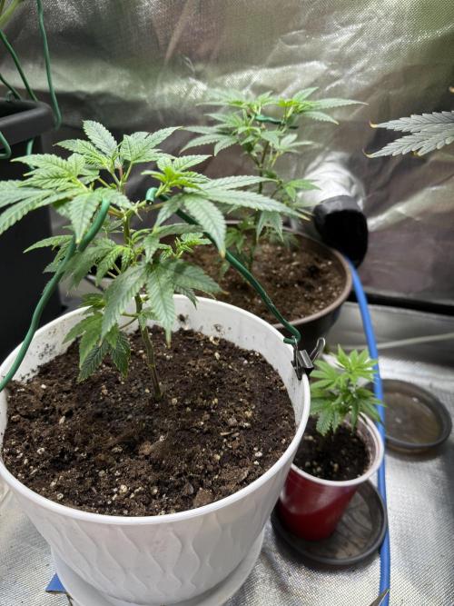 Clones from reveg Blueberry Muffin. Week 3