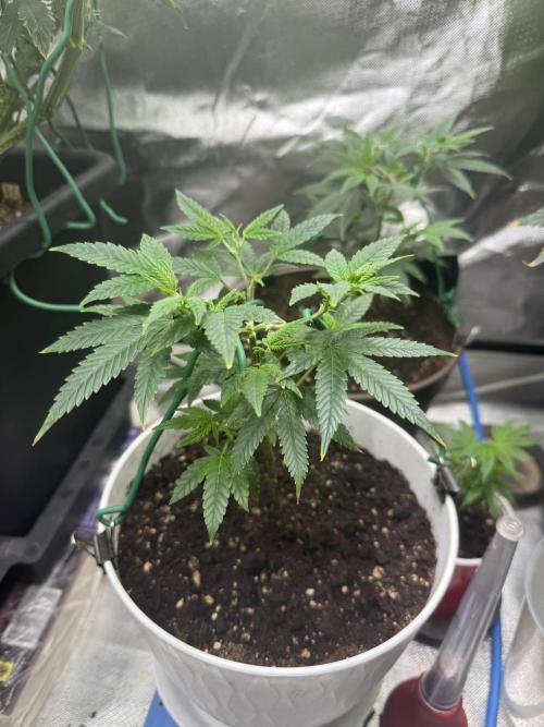 Clones from reveg Blueberry Muffin. Week 3