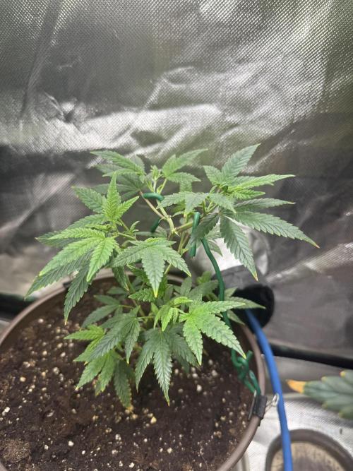Clones from reveg Blueberry Muffin. Week 3