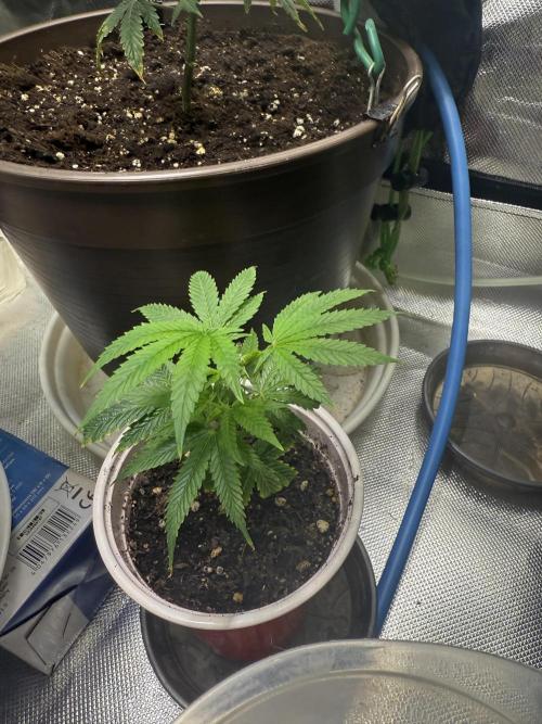 Clones from reveg Blueberry Muffin. Week 3