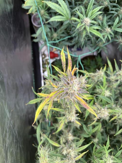 Devil Cream + Blueberry Bliss. Week 9