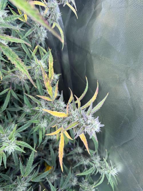 Devil Cream + Blueberry Bliss. Week 9