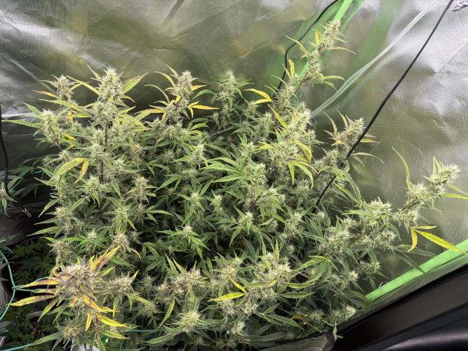 Devil Cream + Blueberry Bliss. Week 9