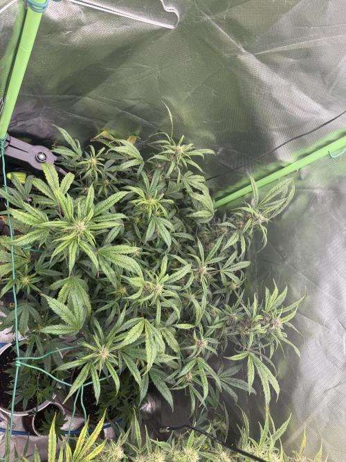 Devil Cream + Blueberry Bliss. Week 10
