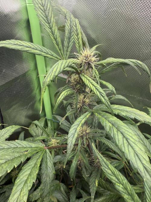 Devil Cream + Blueberry Bliss. Week 10