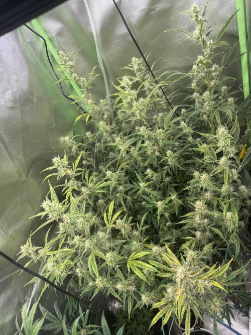 Devil Cream + Blueberry Bliss. Week 10