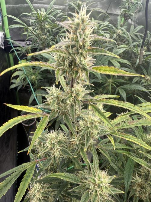 Devil Cream + Blueberry Bliss. Week 10
