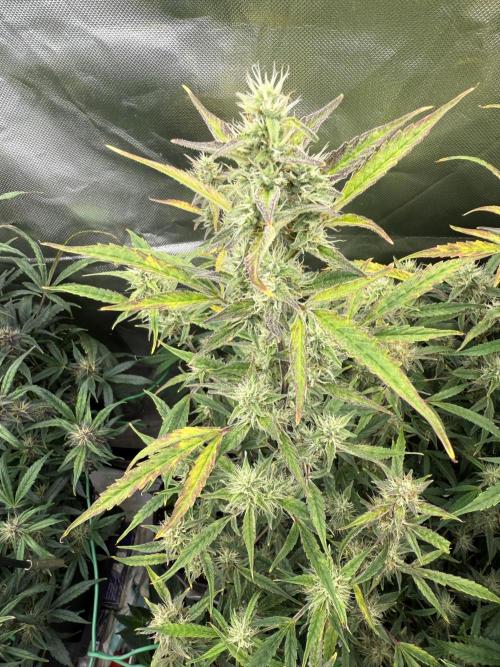 Devil Cream + Blueberry Bliss. Week 10