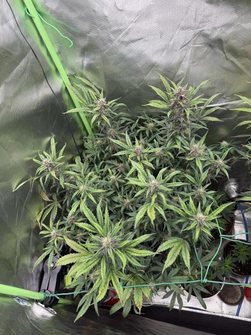Devil Cream + Blueberry Bliss. Week 10